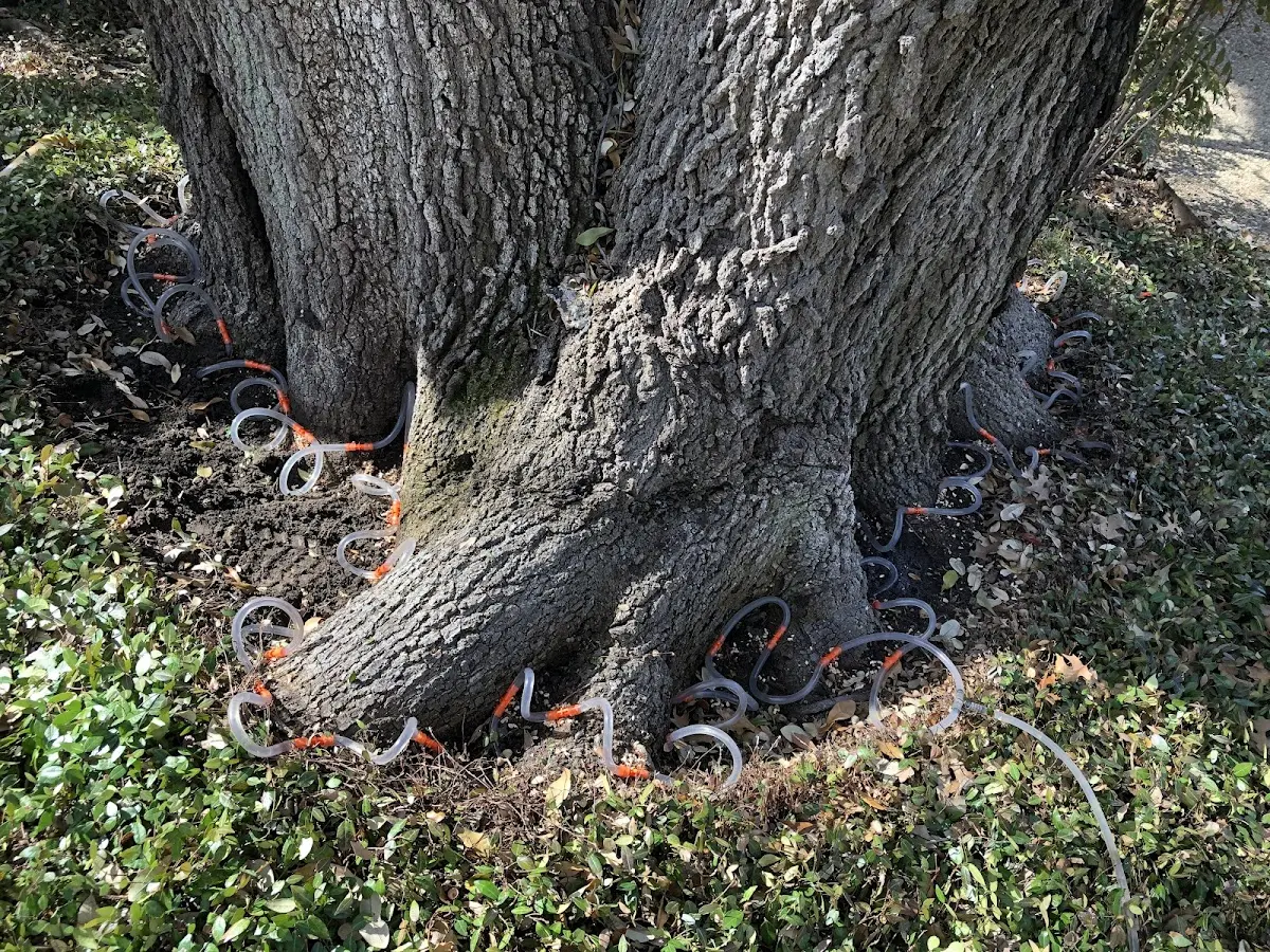 Detailed Tree Cabling and Bracing job site in Greentop